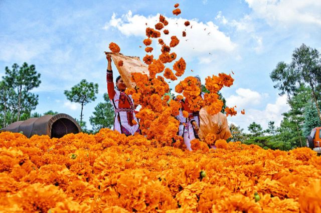 图4 卫泸片区高标准农田项目区种植户在采收万寿菊  （赵树龙 摄）.jpg