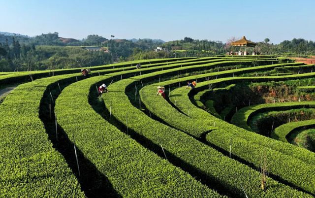 图1  茶农在大渡口镇拂羽茶园采摘明前茶鲜叶。 &nbsp;廖胜春 摄.jpg