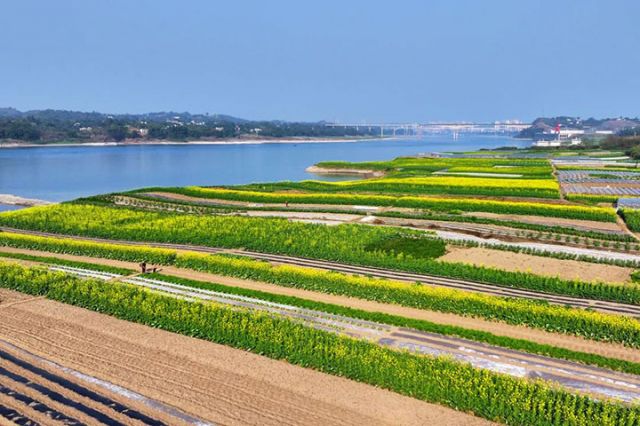 图2  三江村村民趁着晴好天气播种菜苗。 &nbsp;廖胜春 摄&nbsp;.jpg