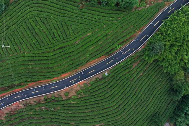 图4  向溪而行”徒步选手沿乡村公路经过生机勃勃的茶园。 &nbsp;廖胜春 摄.jpg