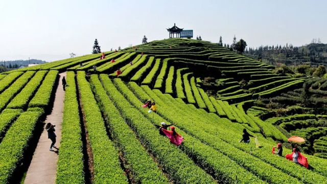 图5  游客在梅岭茶园里体验采茶、拍照游玩。 &nbsp;廖胜春 摄.jpg