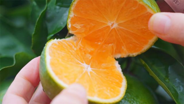 图3  雁江蜜柑 拷贝.jpg