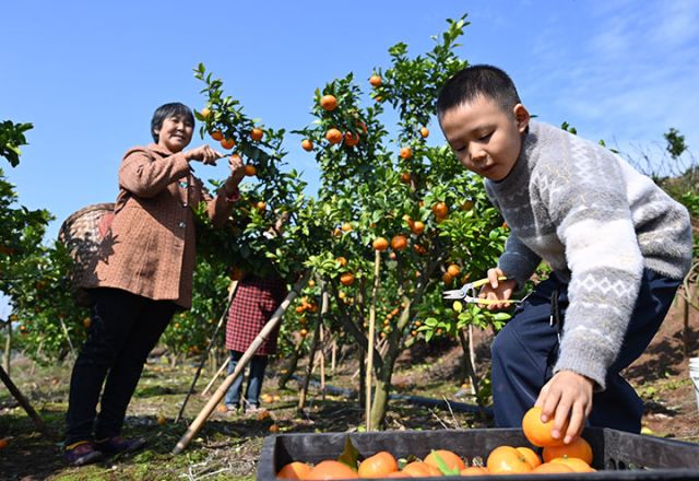 图2 2025年11月20日，在四川省内江市东兴区白合镇华山村，人们正在采收砂糖橘。 (1).jpg