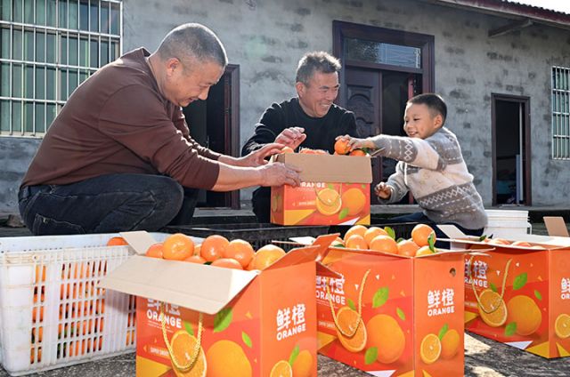 图4 2025年11月20日，在四川省内江市东兴区白合镇华山村，人们正为砂糖橘装箱。.jpg