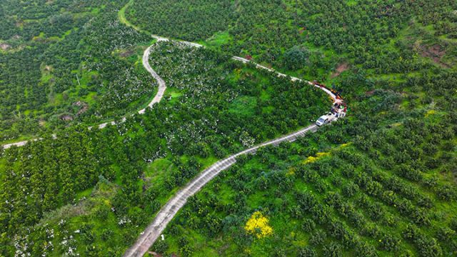 1763974111692606.jpg 图1 11月21日,在四川省内江市东兴区双桥镇凤天村柑橘种植基地,重庆客商上门采购砂糖桔。.jpg