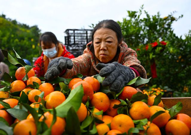 1763974123999233.jpg 图3 专合社社员和果农正在把新鲜采摘的砂糖桔分拣、装框。.jpg