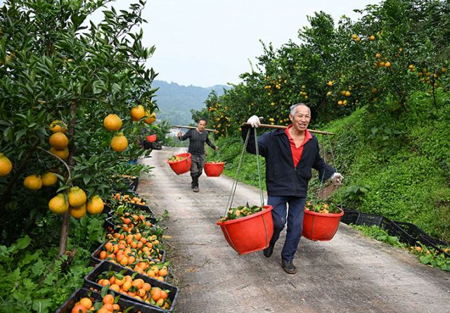 1763974158538687.jpg 图4 专合社社员和果农正在转运砂糖桔.jpg