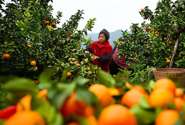 1763974168716080.jpg 图5 专合社社员和果农正在采摘砂糖桔.jpg