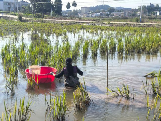 1764062825839119.jpg 图2 虾农收虾.jpg