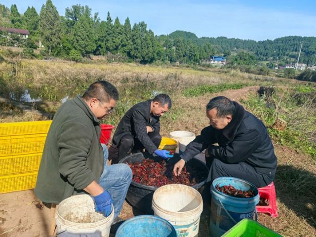 1764062830921939.jpg 图3 分拣小龙虾.jpg