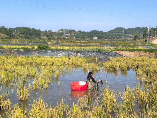 1764062842833417.jpg 图5 稻虾田.jpg