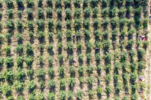 图1  武宣县桐岭镇佳佳油茶种植基地（李格格 摄）.jpg