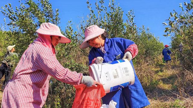 图2  当地村民将采摘下的油茶果装入袋子（向国华 摄）.jpg