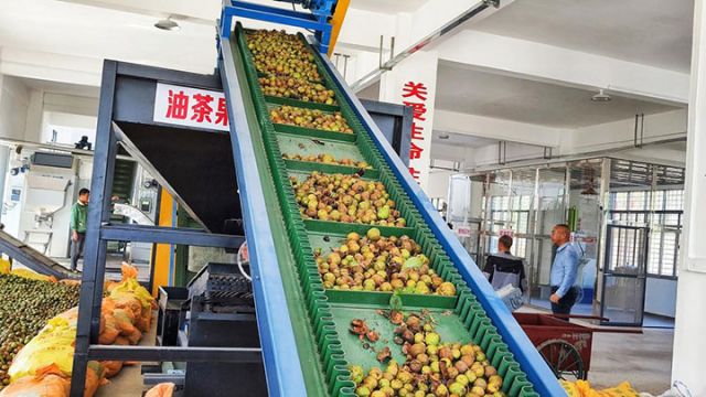 图3  佳佳油茶合作社内，自动生产线正在进行筛选大小果。（向国华 摄）.jpg