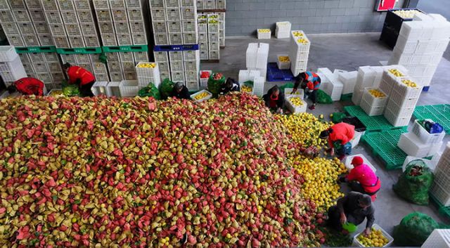 图2  工人们正在拆袋。闫凯 摄.jpg