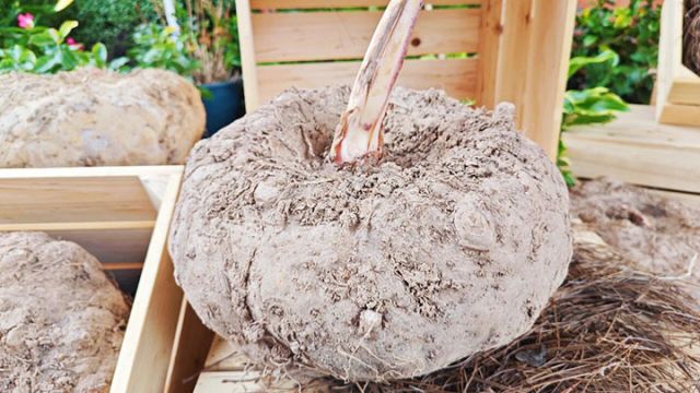 1765175979570453.jpg 4.jpg