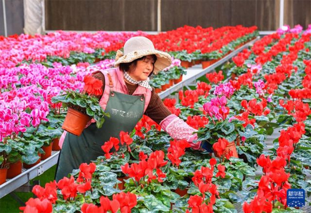 1765523755202378.jpg 图1 12月10日,花农在山东省青岛市即墨区灵山街道百亿绿洲花卉种植基地搬运待售的花卉。 拷贝.jpg