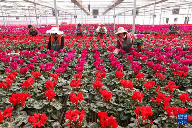 1765523759669787.jpg 图2 12月10日,花农在山东省青岛市即墨区灵山街道百亿绿洲花卉种植基地管护花卉。 拷贝.jpg