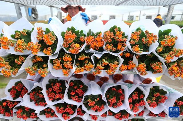 1765523764288733.jpg 图3 12月10日,花农在山东省青岛市即墨区灵山街道百亿绿洲花卉种植基地搬运待售的花卉。 拷贝.jpg