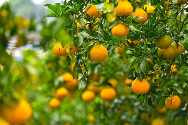 图3  柑橘“雁媛”.jpg