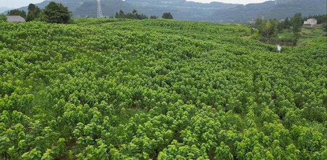 图2 土兴镇蚕桑产业.jpg