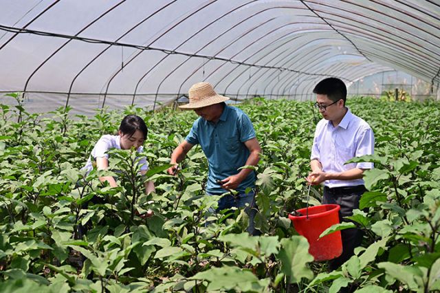 1766293252800732.jpg 4达州农商银行工作人员到种植大户走访时,为客户采摘蔬菜 (刘毅 摄影).jpg