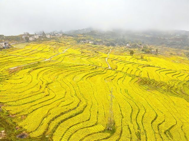 1767152145167761.jpg 图1.jpg