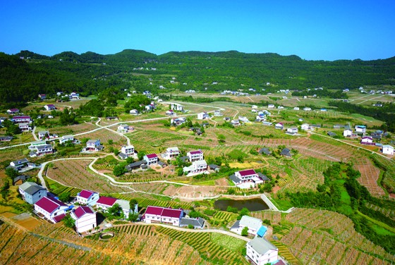 苍溪岳东镇青龙农业园区 (2).jpg