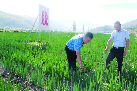 道孚县县长助理、成都市郫都区援藏队副领队肖健（左）与大葱示范基地负责人、成都市郫都区援藏干部杨泽波（右）在检查大葱长势2.jpg