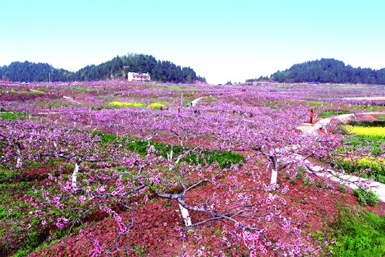 春来，四川省西充县古楼镇的香桃园花香袭人.JPG