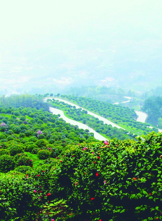 宜宾市筠连县现代林业基地0.jpg