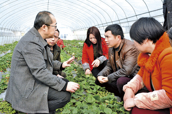 农技员讲授草莓种植技术_副本.jpg