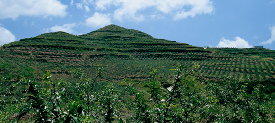 四川岳池县建设的青花椒现代产业园区，万亩花椒产业基地成效显著.JPG