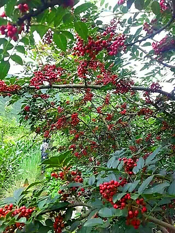 花椒的特点是无融合生殖，使其具有较高的遗传稳定性，这样就为花椒的选择育种奠定了物质和理论基础.JPG