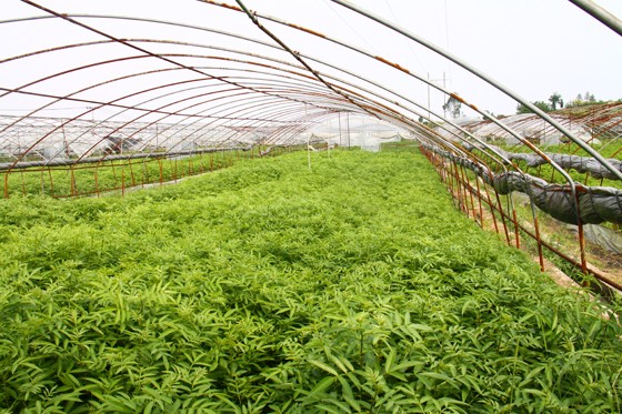 省级优良品种“广安青花椒”种苗培育基地.JPG