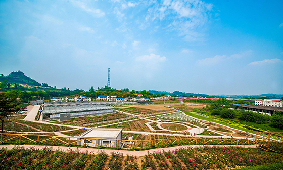 资中县银山镇农业基地.jpg