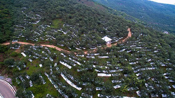 汉源乡村漫山遍野种植花椒，是当地农民致富的法宝.JPG