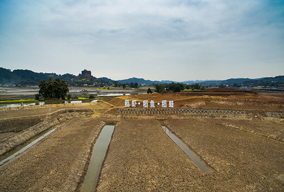 标准化稻虾稻鱼稻蛙示范基地.jpg