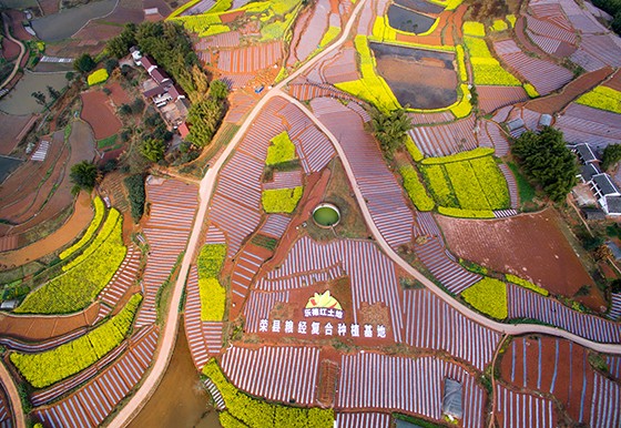 荣县粮经复合种植基地.jpg