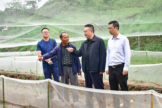 开江县农信联社理事长周依春（右二）在特色农业基地调研金融服务.jpg