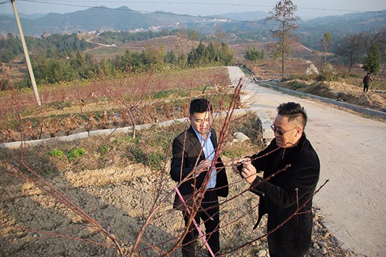 开江县生茂源公司董事长陆伦生向记者介绍桃树种植情况  周淼葭摄.JPG