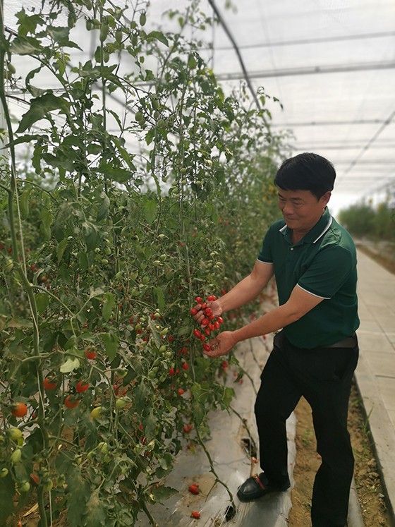 丙谷镇雷窝村绿怡果蔬种植专业合作社理事长冷天华向记者展示优质番茄  卢锦根 摄.jpg