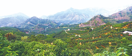 5 盐边县金河万亩芒果基地 李静 摄 (2).jpg