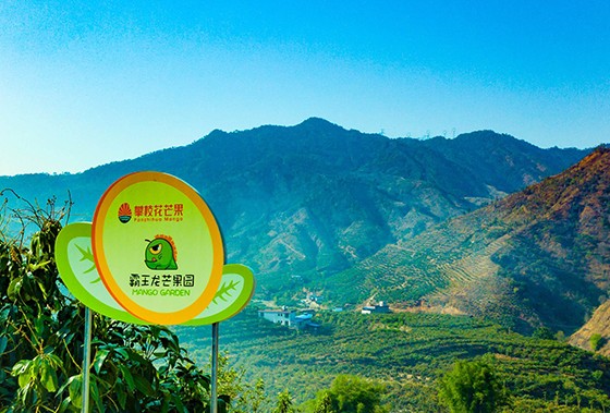 2 盐边县芒果基地.jpg