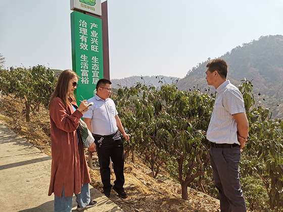 盐边县农业农村局副局长吴国兵（右）、纳尔河芒果种植专业合作社理事长谢裕丰（中）在芒果种植示范园区接受记者采访  卢锦根 摄.jpg