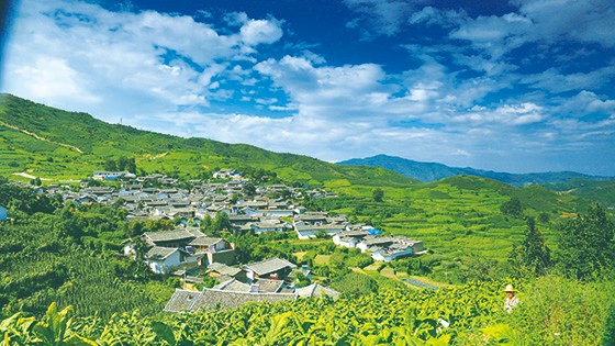 盐边县红格镇联合村种植的烤烟  楚一波 摄 (2).JPG