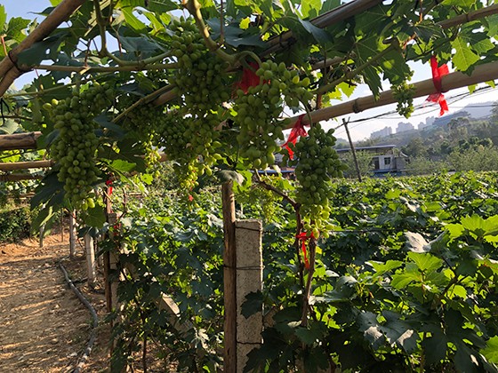5 银江镇葡萄种植基地 潘兴扬 摄.jpg