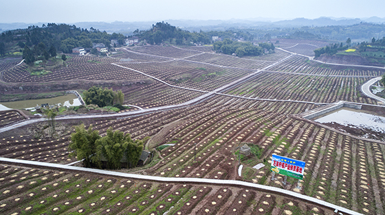 5 产业发展——万亩柠檬产业扶贫基地.jpg