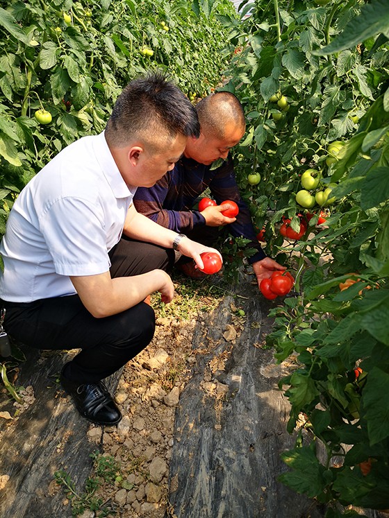 眉山农商银行员工实地了解蔬菜种植大户情况.jpg