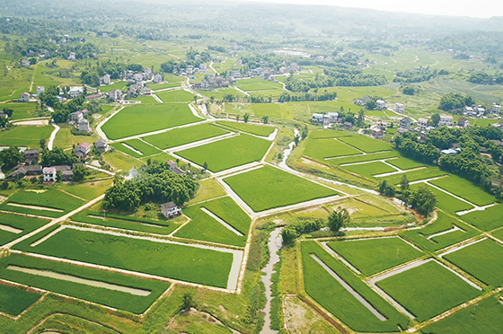 川菜基地的稻田+鱼种养循环区一角1.png